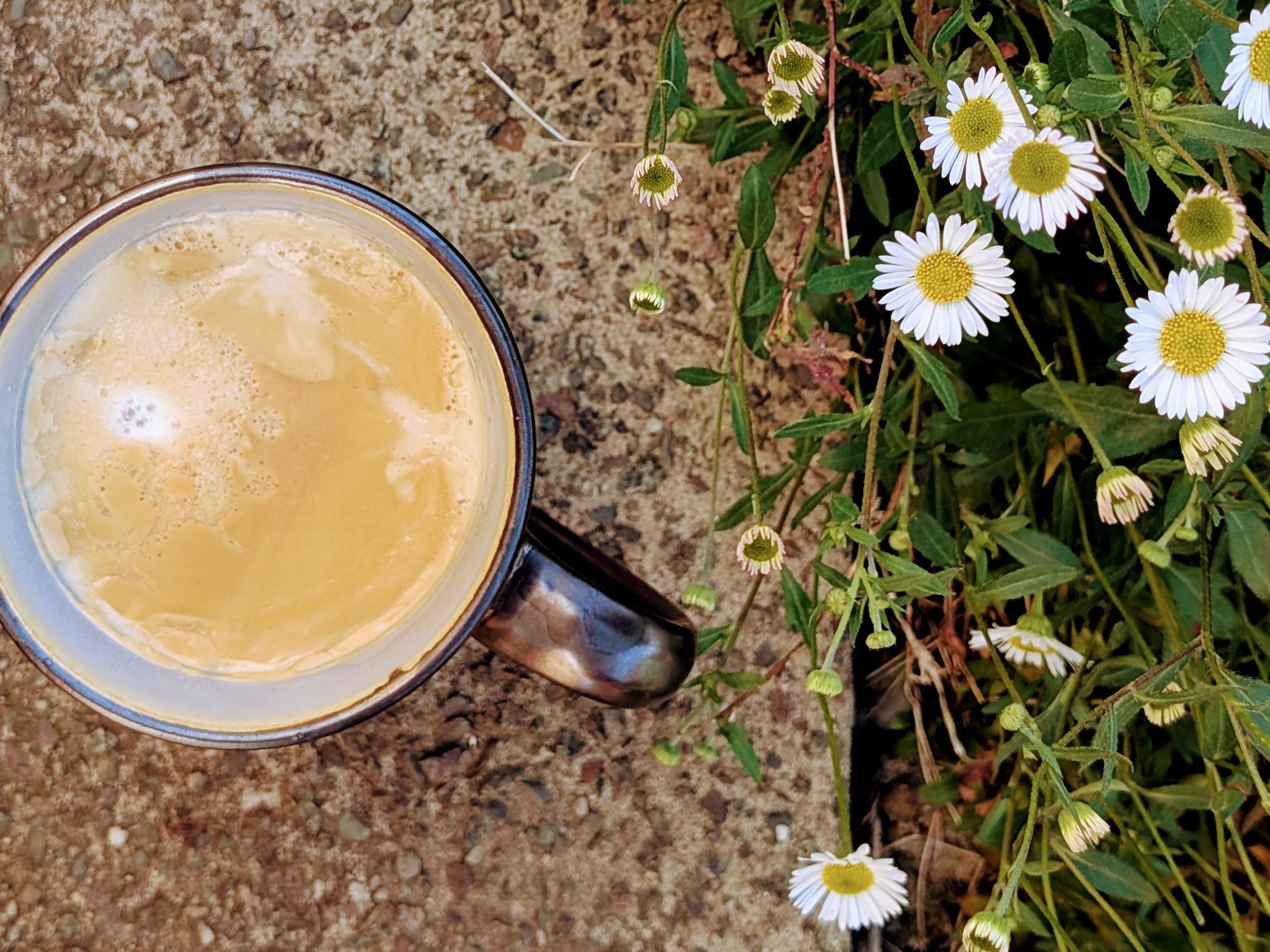 A coffee cup on concrete, with daisies beside it